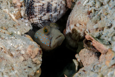 Close-up of fish in sea