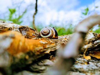 Close-up of snail on tree trunk