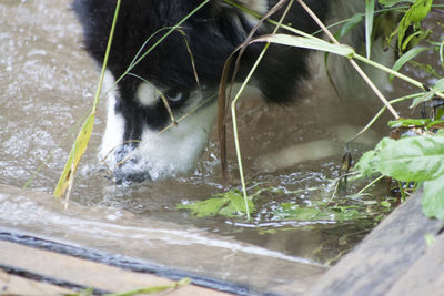 Close-up of cat in water