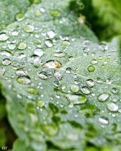 Close-up of raindrops on leaf