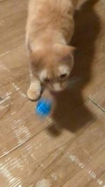 pet