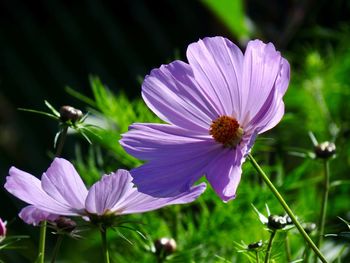 Close-up of purple cosmos flower