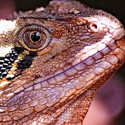 Close-up portrait of lizard