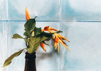 Close-up of orange tropical plant against blue wall