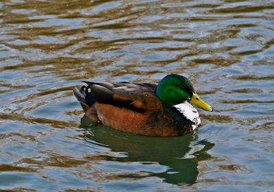 Duck swimming on lake