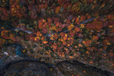 Aerial view of road amidst trees during autumn