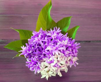 Close-up of purple flowers in bloom