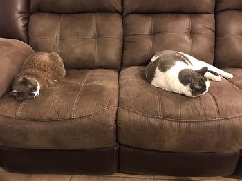 Low section of dog relaxing on sofa at home