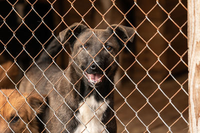 Close-up of dog seen through chainlink fence