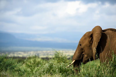 Elephant grazing on grassy field against sky