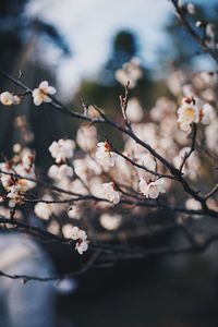 Close-up of cherry blossoms in spring