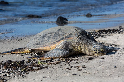 Turtle on the beach