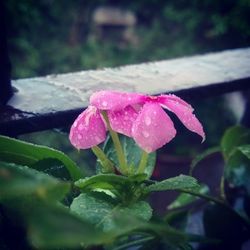 Close-up of pink flowers