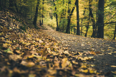 Surface level of leaves fallen on footpath in forest