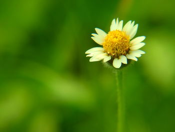 Close-up of white daisy flower