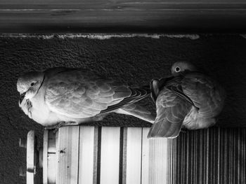 Birds perching on wood