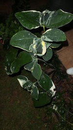 High angle view of plant in water