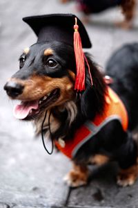 Close-up of dachshund dog wearing graduation hat