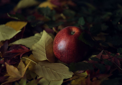 Close-up of apples on red leaves
