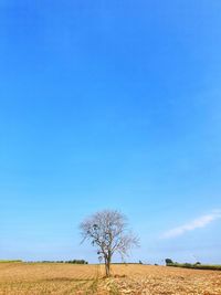 Scenic view of field against blue sky