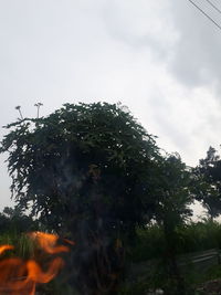 Low angle view of trees against sky