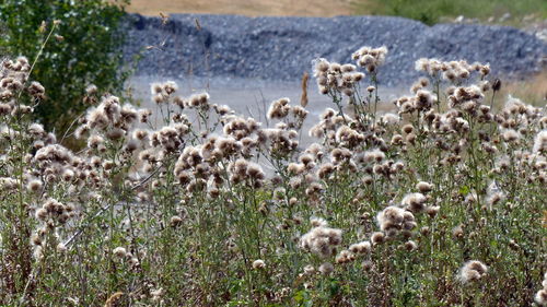 White flowers in field