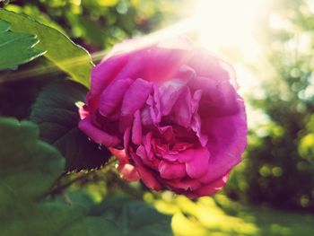Close-up of pink rose