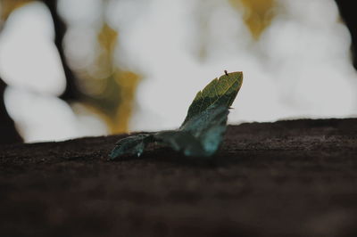 Close-up of plant against blurred background