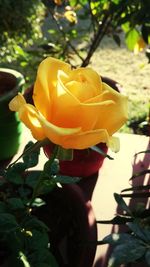 Close-up of yellow rose