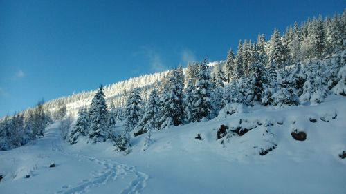 Snow covered land and trees against sky