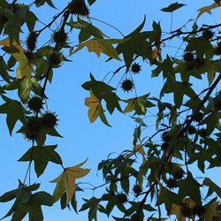 Low angle view of flowering plant against clear blue sky