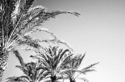 Low angle view of palm tree against clear sky