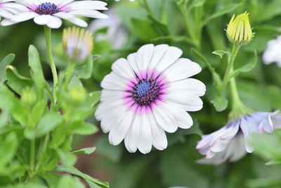 Close-up of purple flowers blooming outdoors