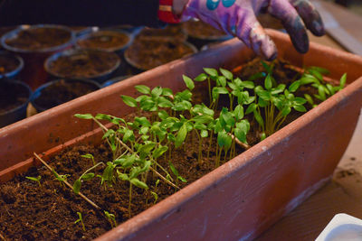 Cropped image of gardener with potted plant