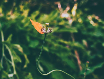 Close-up of butterfly pollinating on flower