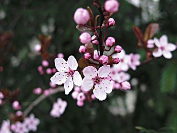 Close-up of pink flowers blooming on tree