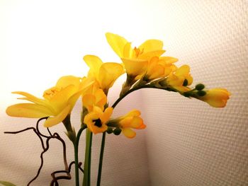 Close-up of yellow flower vase on table