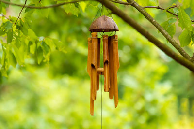 Low angle view of bamboo hanging on tree