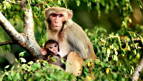 Close-up of monkey nursing its baby