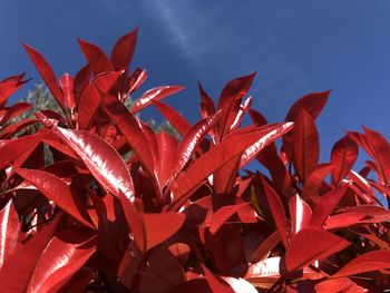 Close-up of red plant against blue sky