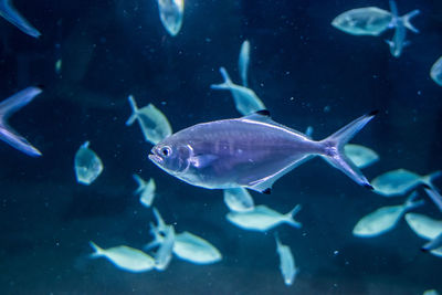 Fish swimming in sea