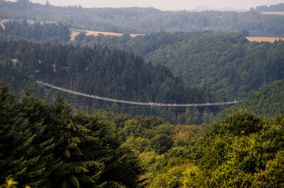 High angle view of forest