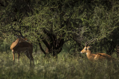 Deer running in a field