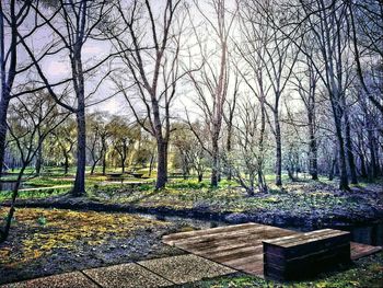 Bare trees on landscape