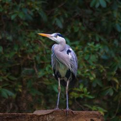 Gray heron in the wild