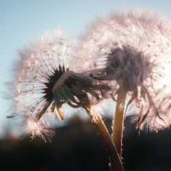 Close-up of wilted thistle