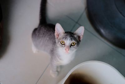 High angle portrait of a cat