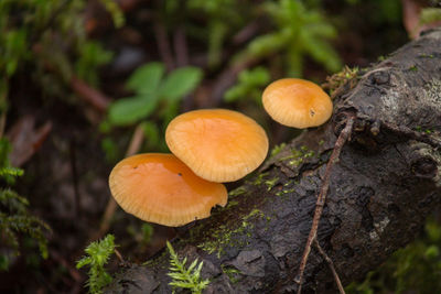 Close-up of mushrooms growing on tree in forest