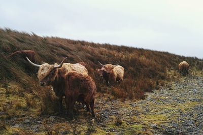 Sheep grazing on field against sky