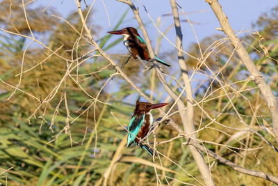 Close-up of bird perching on plant